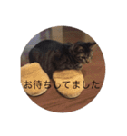happy cats 8（個別スタンプ：2）