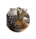 happy cats 8（個別スタンプ：5）