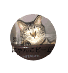 happy cats 8（個別スタンプ：6）