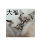 happy cats 8（個別スタンプ：7）