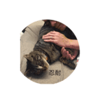 happy cats 8（個別スタンプ：11）