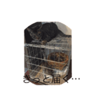 happy cats 8（個別スタンプ：12）