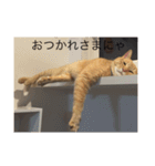 happy cats 8（個別スタンプ：13）