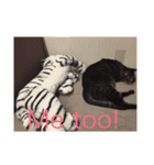 happy cats 8（個別スタンプ：15）