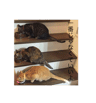 happy cats 8（個別スタンプ：16）