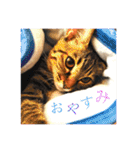 かぎしっぽのひなたくん（個別スタンプ：1）