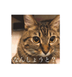 かぎしっぽのひなたくん（個別スタンプ：18）