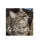 かぎしっぽのひなたくん（個別スタンプ：22）