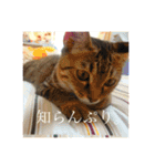 かぎしっぽのひなたくん（個別スタンプ：27）