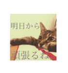かぎしっぽのひなたくん（個別スタンプ：32）
