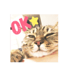 かぎしっぽのひなたくん（個別スタンプ：37）