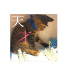 かぎしっぽのひなたくん（個別スタンプ：40）
