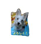 あんちゃん！（個別スタンプ：1）
