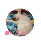 あんちゃん！（個別スタンプ：8）