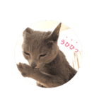 Russian Blue fuchan_（個別スタンプ：1）