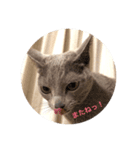 Russian Blue fuchan_（個別スタンプ：2）