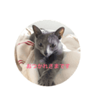 Russian Blue fuchan_（個別スタンプ：3）