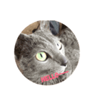 Russian Blue fuchan_（個別スタンプ：4）