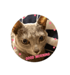 Russian Blue fuchan_（個別スタンプ：5）