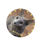 Russian Blue fuchan_（個別スタンプ：7）