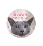 Russian Blue fuchan_（個別スタンプ：8）