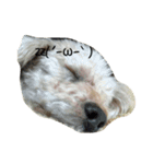 ココナの愛犬たち（個別スタンプ：2）