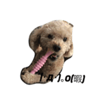 ココナの愛犬たち（個別スタンプ：5）