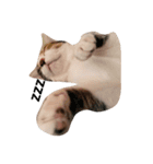 niku meow（個別スタンプ：1）