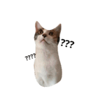 niku meow（個別スタンプ：2）