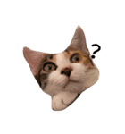niku meow（個別スタンプ：5）