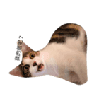 niku meow（個別スタンプ：7）