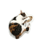 niku meow（個別スタンプ：10）