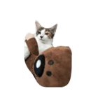 niku meow（個別スタンプ：11）