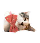 niku meow（個別スタンプ：12）