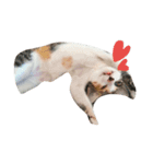 niku meow（個別スタンプ：13）