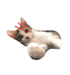 niku meow（個別スタンプ：14）