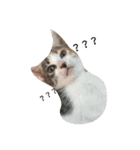 niku meow（個別スタンプ：15）