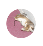 ○うさまる○（個別スタンプ：1）