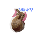 ○うさまる○（個別スタンプ：4）