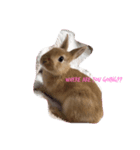 ○うさまる○（個別スタンプ：5）