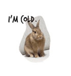 ○うさまる○（個別スタンプ：7）