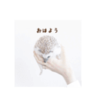 雨家のハリネズミ（個別スタンプ：1）
