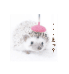 雨家のハリネズミ（個別スタンプ：3）