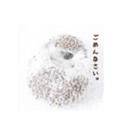 雨家のハリネズミ（個別スタンプ：4）