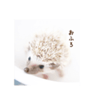 雨家のハリネズミ（個別スタンプ：5）