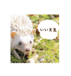 雨家のハリネズミ（個別スタンプ：9）