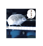 雨家のハリネズミ（個別スタンプ：10）