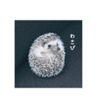 雨家のハリネズミ（個別スタンプ：12）