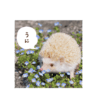 雨家のハリネズミ（個別スタンプ：14）