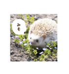 雨家のハリネズミ（個別スタンプ：15）
